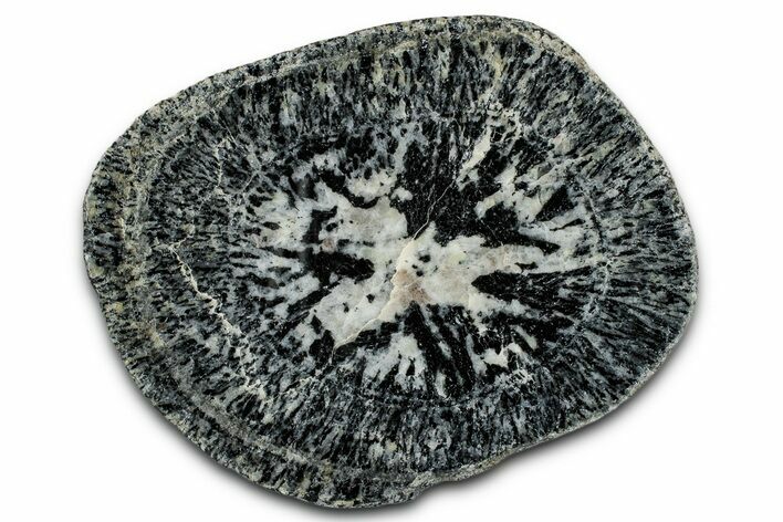 Polished Orbicular Granite Section - Western Australia #353166